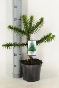 Apeboom (Araucaria Araucana) -Groene Boom Winkel araucaria araucana c3 m 1