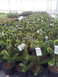 Apeboom (Araucaria Araucana) -Groene Boom Winkel araucaria c15