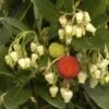 Aardbeiboom Als Struik (Arbutus Unedo) -Groene Boom Winkel arbutus unedo