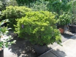 Japanse Azalea (Rhododendron 'Madame Van Hecke') 15 Japanse Azalea (Rhododendron 'Madame Van Hecke') -Groene Boom Winkel azalea japonica 125 150 c70 1