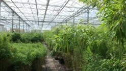 Niet Woekerende Bamboe (Fargesia Murieliae 'Jumbo') 21 Niet Woekerende Bamboe (Fargesia Murieliae 'Jumbo') -Groene Boom Winkel bamboe 1