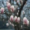 Beverboom (Magnolia Soulangeana Als Boom) -Groene Boom Winkel beverboom magnolia soulangeana 507 644