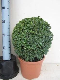 Buxusbol (Buxus Sempervirens, Bolvorm) -Groene Boom Winkel buxus 30 cm bol