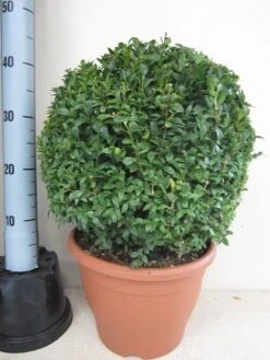 Buxusbol (Buxus Sempervirens, Bolvorm) -Groene Boom Winkel buxus 35 cm bol