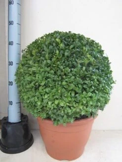 Buxusbol (Buxus Sempervirens, Bolvorm) -Groene Boom Winkel buxus 40 cm bol