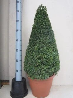 Buxus Als Pyramide (Buxus Sempervirens) -Groene Boom Winkel buxus 50 60 pyramide