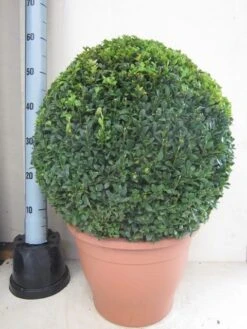 Buxusbol (Buxus Sempervirens, Bolvorm) -Groene Boom Winkel buxus 50 cm bol