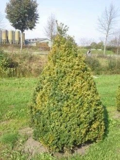 Buxus Als Pyramide (Buxus Sempervirens) -Groene Boom Winkel buxus semp 160 180