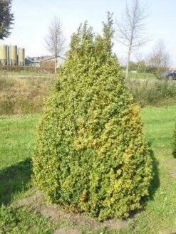 Buxus Als Pyramide (Buxus Sempervirens) -Groene Boom Winkel buxus semp 160 180 1