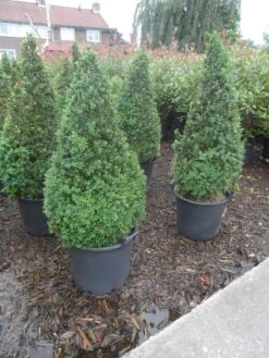 Buxus Als Pyramide (Buxus Sempervirens) -Groene Boom Winkel buxus sempervirens 60 80 100 c35 pyramide