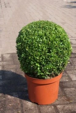 Buxusbol (Buxus Sempervirens, Bolvorm) -Groene Boom Winkel buxus sempervirens bol