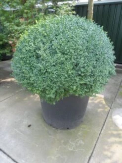 Buxusbol (Buxus Sempervirens, Bolvorm) -Groene Boom Winkel buxus sempervirens bol 100 120 140 c350