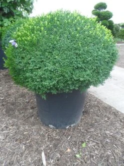 Buxusbol (Buxus Sempervirens, Bolvorm) -Groene Boom Winkel buxus sempervirens bol 120 130