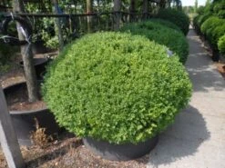 Buxusbol (Buxus Sempervirens, Bolvorm) -Groene Boom Winkel buxus sempervirens bol 120 140