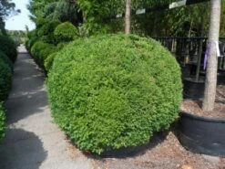 Buxusbol (Buxus Sempervirens, Bolvorm) -Groene Boom Winkel buxus sempervirens bol 140 160