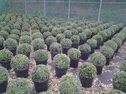 Buxusbol (Buxus Sempervirens, Bolvorm) -Groene Boom Winkel buxus sempervirens bol 20 25 30 c7 10