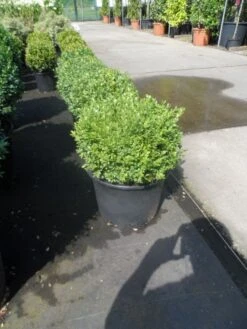 Buxusbol (Buxus Sempervirens, Bolvorm) -Groene Boom Winkel buxus sempervirens bol 25 30