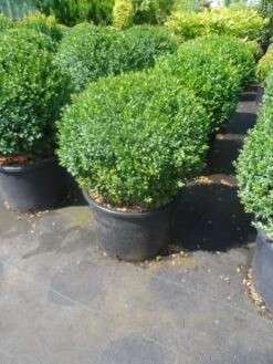 Buxusbol (Buxus Sempervirens, Bolvorm) -Groene Boom Winkel buxus sempervirens bol 40 50