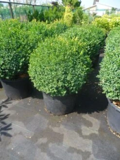 Buxusbol (Buxus Sempervirens, Bolvorm) -Groene Boom Winkel buxus sempervirens bol 50 60