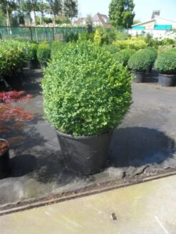 Buxusbol (Buxus Sempervirens, Bolvorm) -Groene Boom Winkel buxus sempervirens bol 70 80