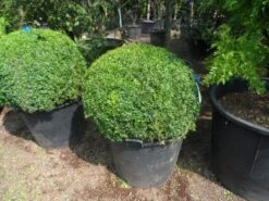 Buxusbol (Buxus Sempervirens, Bolvorm) -Groene Boom Winkel buxus sempervirens bol 80 90 c110