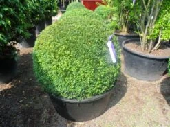 Buxusbol (Buxus Sempervirens, Bolvorm) -Groene Boom Winkel buxus sempervirens bol 90 100 c200