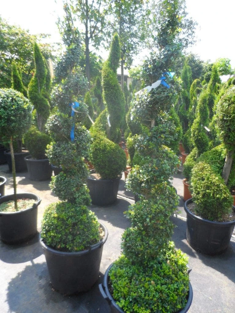 Buxus Als Spiraal (Buxus Sempervirens) 3 Buxus Als Spiraal (Buxus Sempervirens) - Afbeelding 3