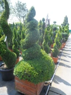 Buxus Als Spiraal (Buxus Sempervirens) 7 Buxus Als Spiraal (Buxus Sempervirens) -Groene Boom Winkel buxus sempervirens spiraal 150 175 houten bak extra dik
