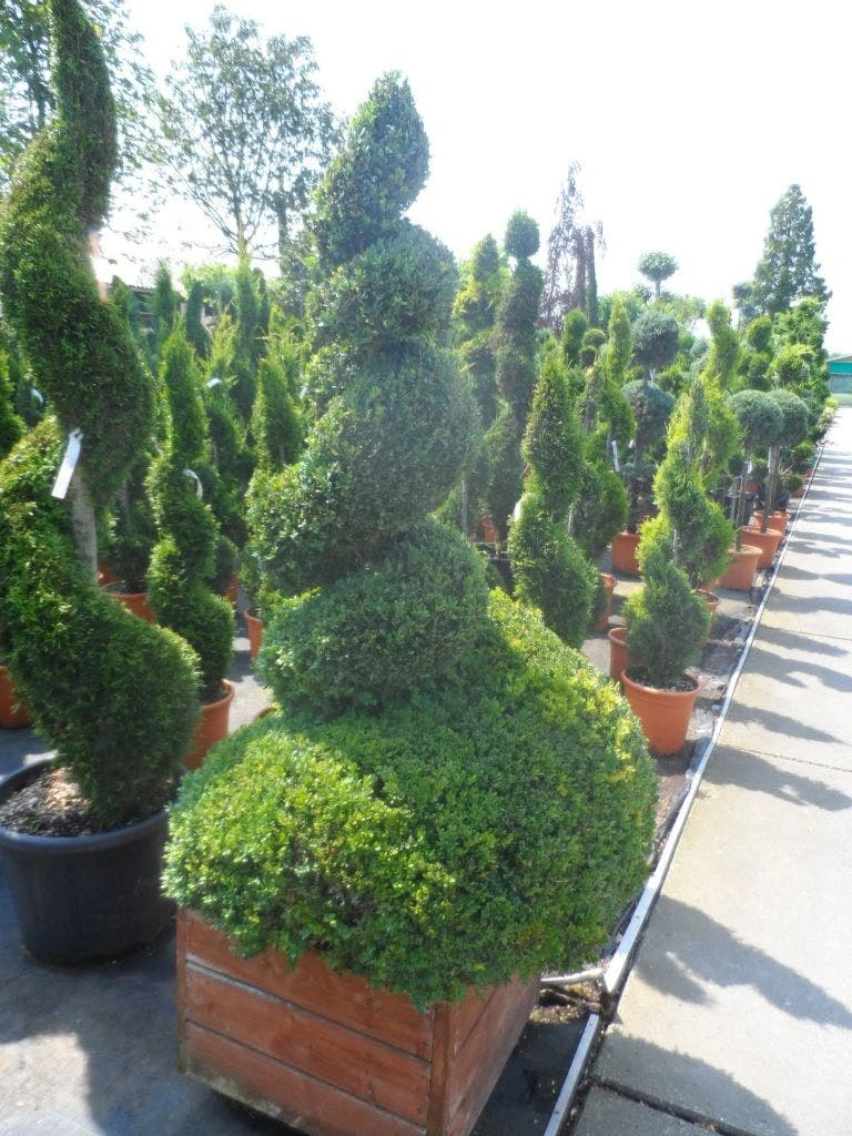 Buxus Als Spiraal (Buxus Sempervirens) 4 Buxus Als Spiraal (Buxus Sempervirens) - Afbeelding 4