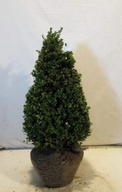 Buxus Als Pyramide (Buxus Sempervirens) -Groene Boom Winkel buxuskegel050 060