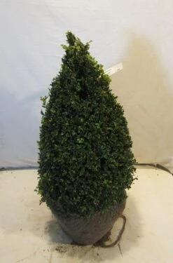Buxus Als Pyramide (Buxus Sempervirens) -Groene Boom Winkel buxuskegel060 070