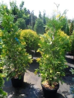 Bonte Libocedrus (Calocedrus Decurrens 'Aureovariegata') -Groene Boom Winkel calocedrus decurrens aureovariegata 125 150 175