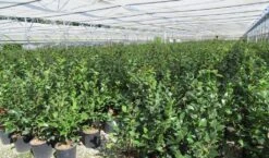 Camelia (Camellia 'Debbie') -Groene Boom Winkel camellia 4