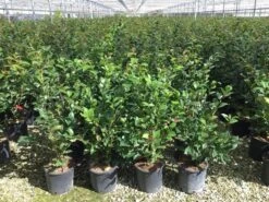 Camelia (Camellia 'Debbie') -Groene Boom Winkel camellia c7 2