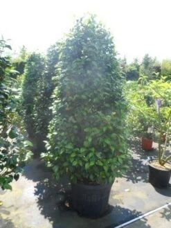 Camelia (Camellia 'Debbie') -Groene Boom Winkel camellia japonica 175 200 1