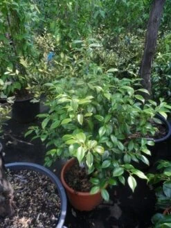 Camelia (Camellia 'Debbie') -Groene Boom Winkel camellia japonica 60 80 c20 25 1 1