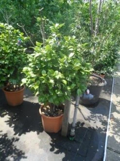 Camelia (Camellia 'Debbie') -Groene Boom Winkel camellia japonica 80 100 1 1