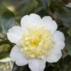 Camelia (Camellia Japonica 'Brushfield's Yellow') -Groene Boom Winkel camellia japonica brushfield s yellow