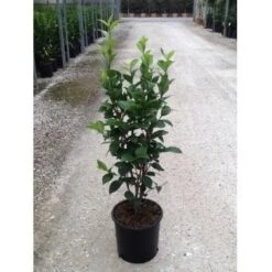 Camelia (Camellia Japonica ‘Perfection White’) -Groene Boom Winkel camellia perfection white c7