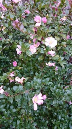 Camelia Als Boom (Camellia Sasanqua) -Groene Boom Winkel camellia sasangua 2 1