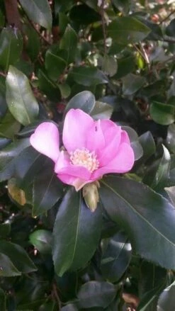 Camelia (Camellia Sasanqua) 12 Camelia (Camellia Sasanqua) -Groene Boom Winkel camellia sasanqua 2