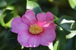 Camelia (Camellia Sasanqua) 19 Camelia (Camellia Sasanqua) -Groene Boom Winkel camellia sasanqua 2 1