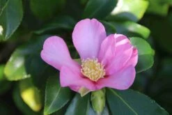 Camelia (Camellia Sasanqua) 21 Camelia (Camellia Sasanqua) -Groene Boom Winkel camellia sasanqua 3 1
