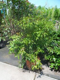 Camelia (Camellia Sasanqua) 16 Camelia (Camellia Sasanqua) -Groene Boom Winkel camellia sasanqua 60 80 100 c25