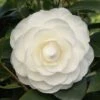 Camelia (Camellia Japonica ‘Perfection White’) 22 Camelia (Camellia Japonica ‘Perfection White’) -Groene Boom Winkel camellia white p