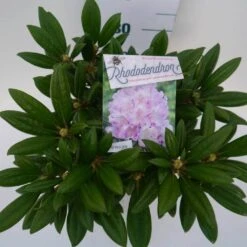 Dwergrhododendron (Rhododendron 'Caroline Allbrook') -Groene Boom Winkel car. allbrook c4 boven