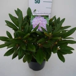 Dwergrhododendron (Rhododendron 'Caroline Allbrook') -Groene Boom Winkel car. allbrook c4 zij