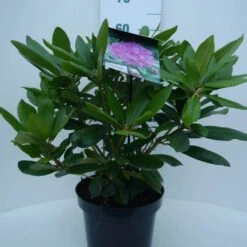 Rhododendron (Rhododendron Catawbiense 'Boursault') -Groene Boom Winkel cat. boursalt c5 voor