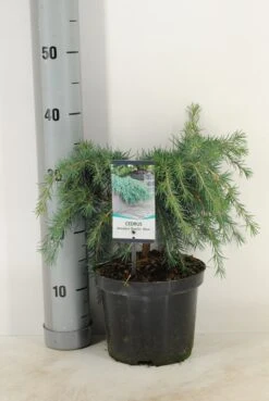 Ceder (Cedrus Deodara 'Feelin Blue') -Groene Boom Winkel cedrus deodara feelin blue c3 m 1 1