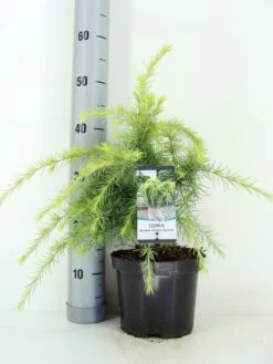 Ceder (Cedrus Deodara 'Golden Horizon') -Groene Boom Winkel cedrus deodara golden horizon c3 m
